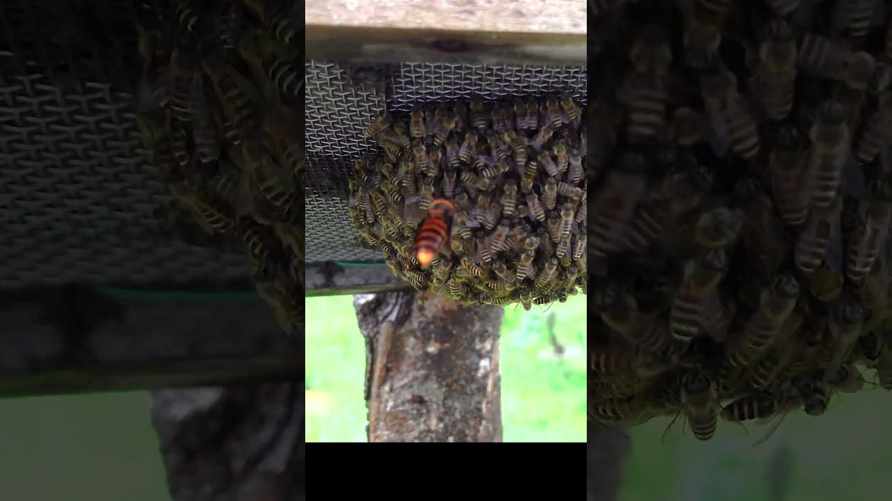 Giant Hornet Attack On Japanese Honeybees A Desperate Defense