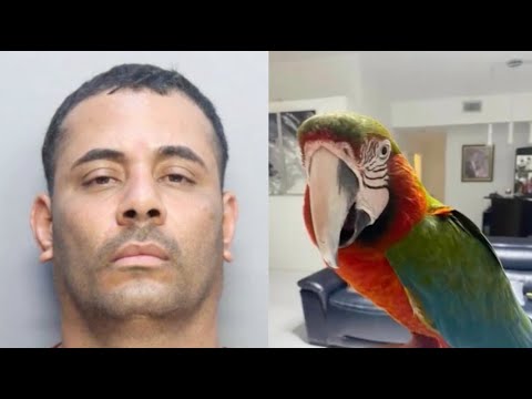 Detienen a un cubano de Miami acusado de robarse aves exóticas en el suroeste del condado