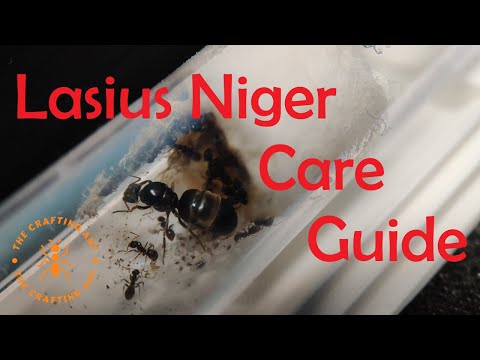 Care Guide for Lasius Niger a perfect starter species of ants