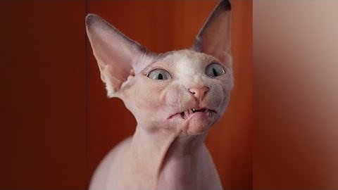 Funniest SPHYNX CATS! - You