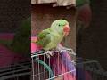 #like#cutebird#parrot#birds#shortvideo#youtubeshorts#viralvideos#viral#trending🦜