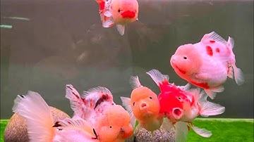 tổng hợp các video về cá cảnh đẹp, cá bơi lội vịt trời, động vật biển