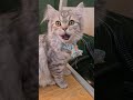 I love you #cat #cats #kitty #kitties #catworld #catlife #catlovers #catvideos #pets #lovelycat