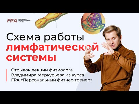 Схема работы лимфатической