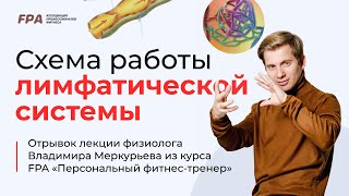 картинка: Схема работы лимфатической системы | Владимир Меркурьев (FPA)