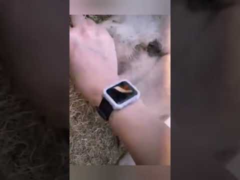 Хоуп!! Покатуйя!!🐽🐖 Бул-булуя. Бул-булуя!! Уууууу, свинюка!🤪😁