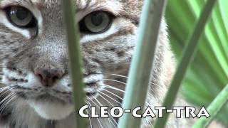 Breezy | Big Cat Rescue | Wild cats in the wild: Our mission