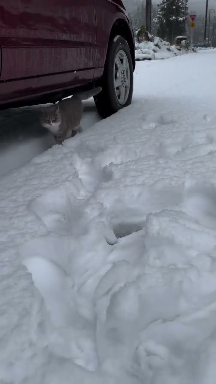 Très mignon petit chaton