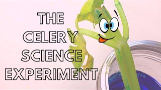 The Great Celery Science Experiment! (with Scientist Sully)