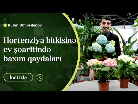 Video: Ağac Ortancası Məlumatı - Ağac Hidrangea Bitkilərinə Qulluq haqqında Məsləhətlər