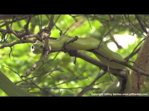 Rare Green Mamba Attacks