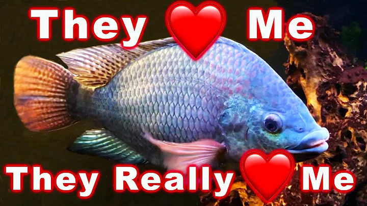 Top 7 Aquarium Fish With The BEST Personality: Both Big and Small!