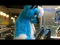 Blue wolf goes to taco bell