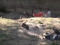 istanbul mouse