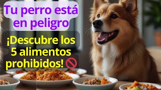 ¡Alerta Canina!   Descubre los 5 Alimentos que Podrían Poner en Peligro la Vida de tu Perro '