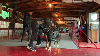 Weight Pull Sat 113019 Tony 6