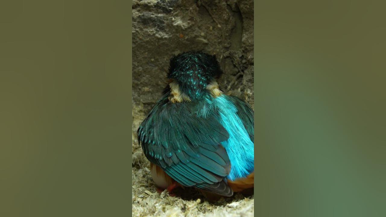 Male kingfisher inspects his clutch of eggs robertefuller kingfisher