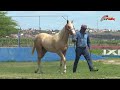 LOTE 25 DALA ROJO RFX