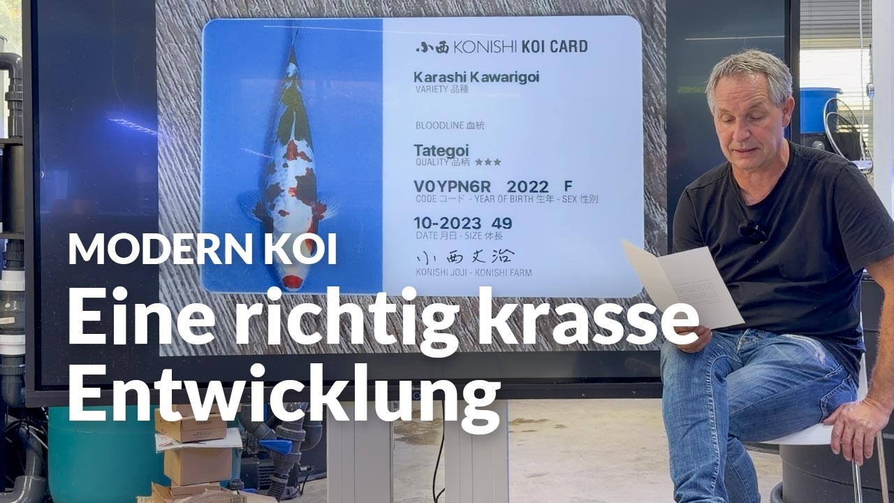 Welche Varietäten stecken in diesem Kawarigoi ? | Modern Koi Blog #8154