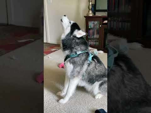 Wideo: Jak certyfikować mojego psa jako psa służbowego w Kolorado