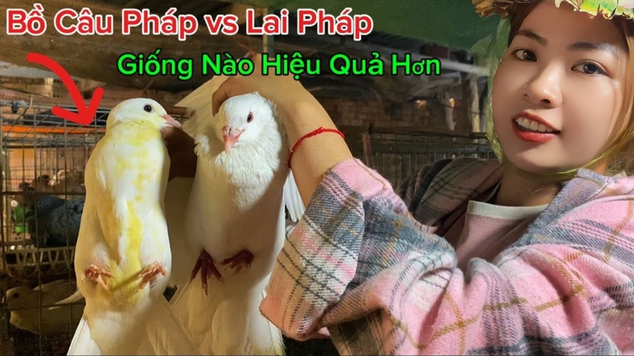 Bồ Câu Pháp vs Lai Pháp – Giống Nào Nuôi Hiệu Quả Hơn ?