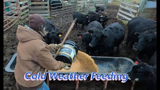 Cattle Feed for Northern Minnesota Winter