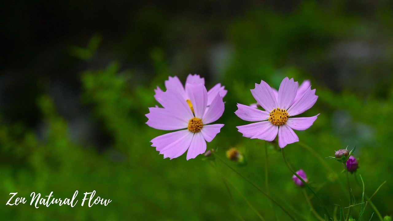 Healing Relaxing Piano Music 🌿 Flowers, Birds in Spring Garden