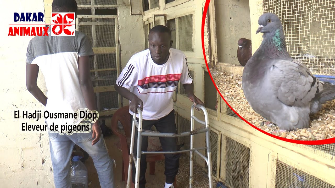 Malade depuis 10 ans, découvrez comment l'élevage de pigeons a sauvé sa vie