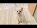 名前を呼ぶと猛ダッシュで駆け寄ってくる子猫…