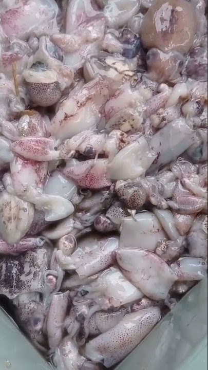 cumi cumi yang sudah 3 hari, cumi tidak busuk, seafood sudah lama, seafood tipis, cendol cumi