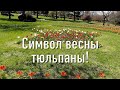 Символ весны – тюльпаны!