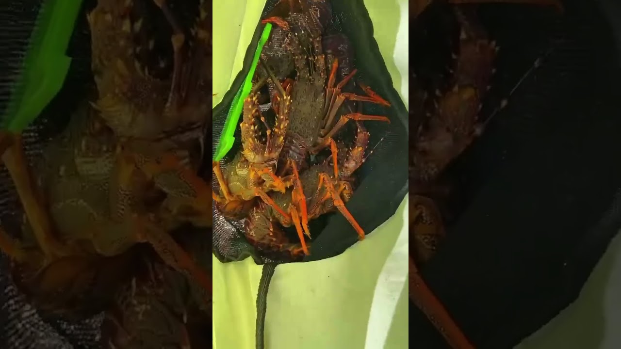 Westcoast adventures New Zealand 