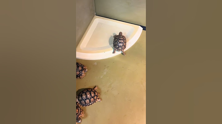 Water basin suitable for turtle seedlings