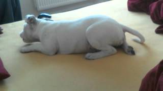Little Staffbull In Attack Three Months Old