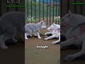 The wolf is very hungry 🐺😩