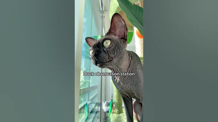 Video 7194001: sphynx cat sphinx, sphynx cats catlovers, sphinx cute catlover, sphynx cat sounds, cat hunting