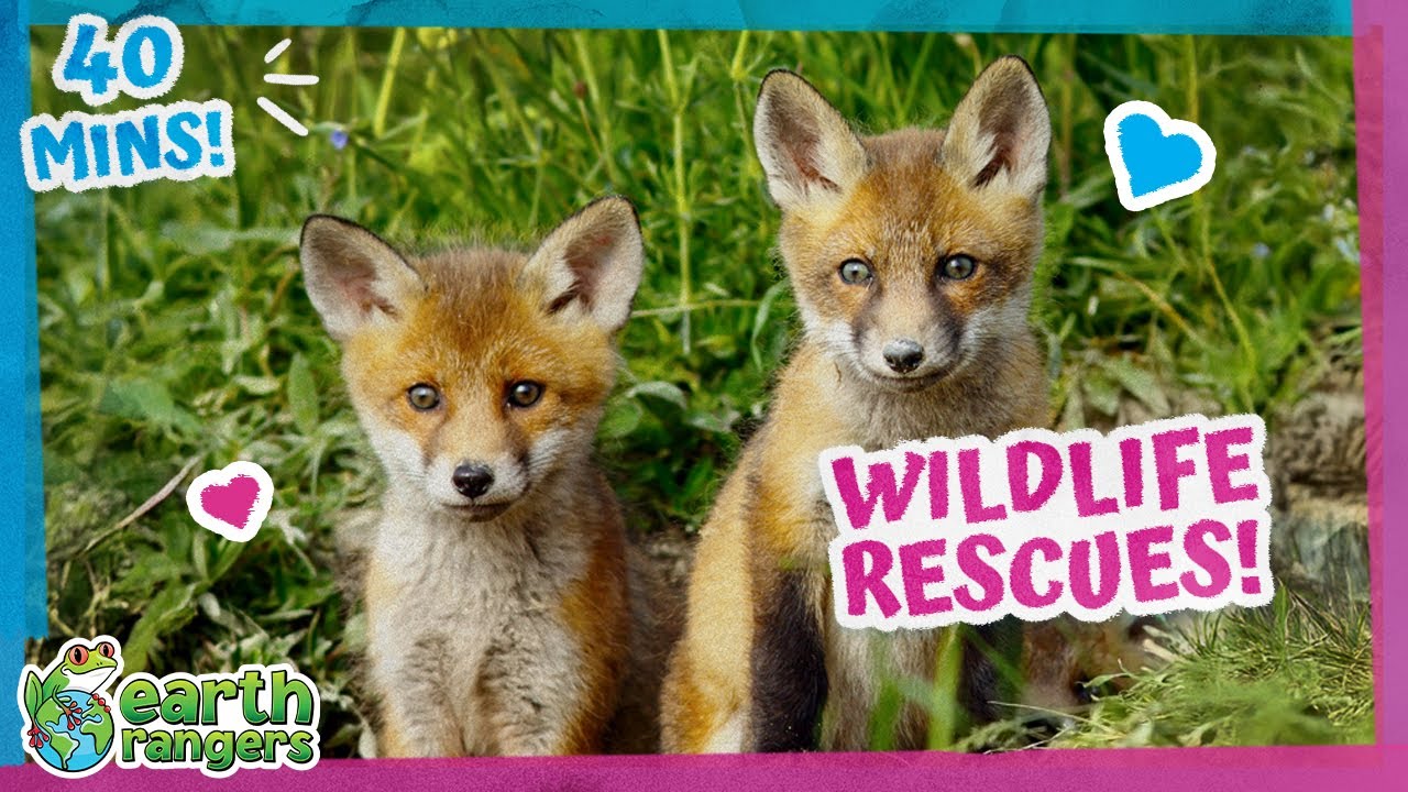 Play: Earth Rangers' 40-minute wildlife rescue special: substantial, calm, genuinely broad fit