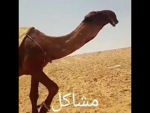 البعير مشاكل بعير ابو عاجاريد ومنتج