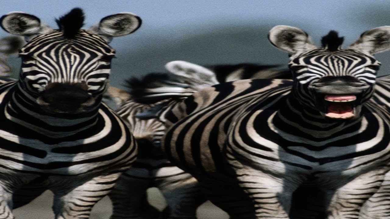 The Striped Identity: Zebras' Unique Markings Resemble Human Fingerprints