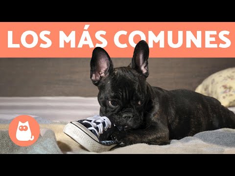 Video: Los 3 problemas de comportamiento más comunes que tienen los perros (y cómo evitarlos)