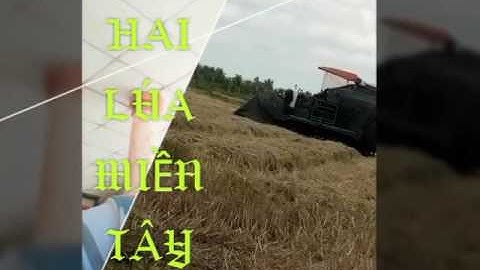 HAI LÚA MIỀN TÂY