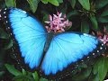 Бабочки - яркое чудо природы.