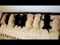 Karmienie labradorów ( feeding labradors )