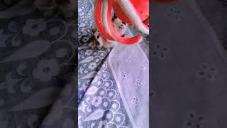 muffy 🐱 #catvideos #catlovers#hansimoment