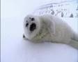 Seal Pup Encounter