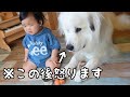 【一触即発】妹のおもちゃを奪い続ける小型犬についに超大型犬が怒りました｜グレートピレニーズ