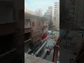 نش طير الحمام بدون ماركن نش طير الحمام بدون ماركن