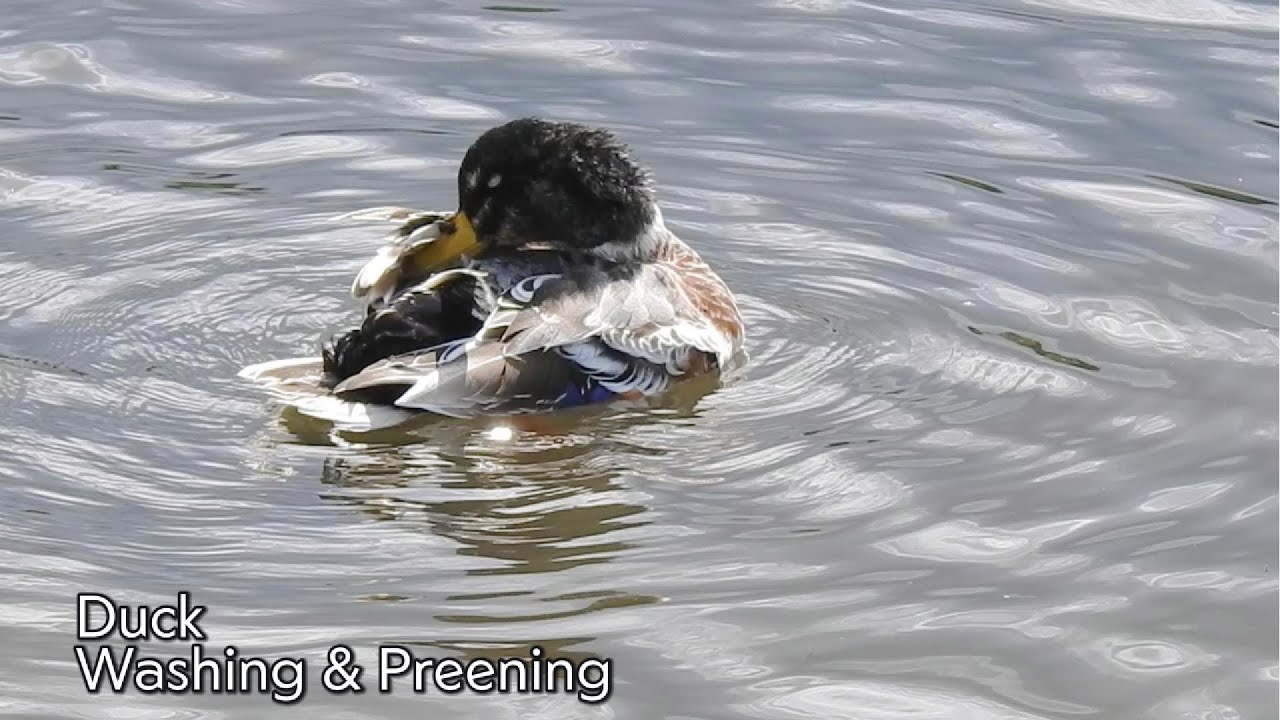Duck washing & preening - YouTube
