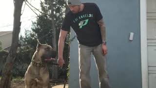 BANDOG Training