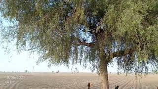 Prosopis cineraria खेजड़ी वृक्ष